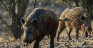 Los jabalíes muertos por peste porcina africana en Barcelona aumentan a seis