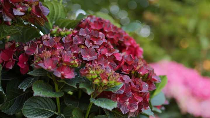 This Stunning Variety Of Hydrangea Only Gets More Beautiful With Time