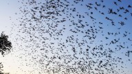 Following Death Of Ozzy Osbourne, England Overrun With Millions Of Bats