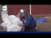 Why some people are adopting turkeys instead of eating them