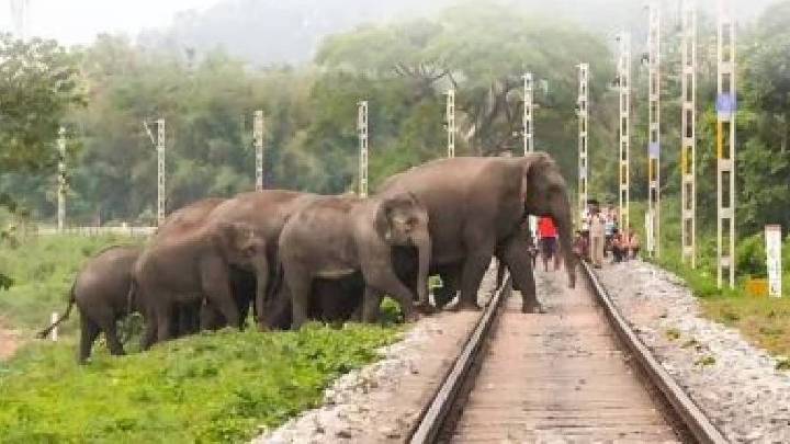 Assam: Crew vigilance saves seven elephants from train collisions in NFR Zone