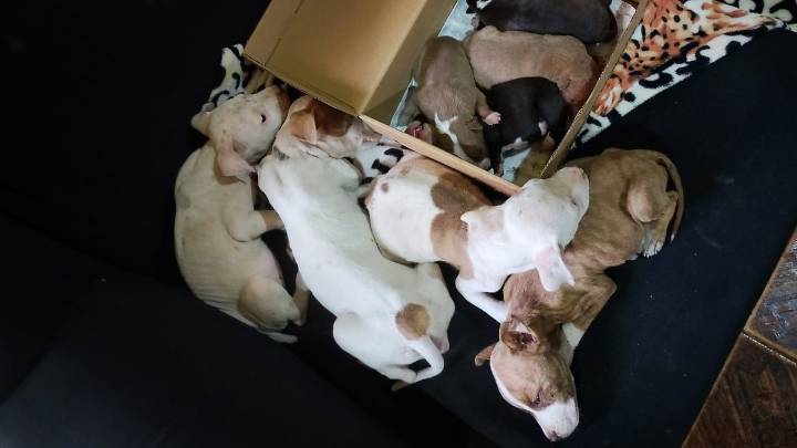 Rescataron a 13 perros en mal estado y arrestaron a una mujer en la zona sudoeste