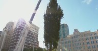 Sundance Square Christmas tree installed