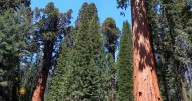 Nature: Sequoia National Park in California