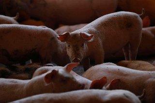 México suspende importación de carne de cerdo de España por brote de peste porcina