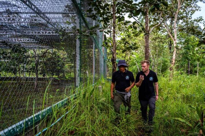 Cambodia releases rare captive-bred storks in conservation breakthrough