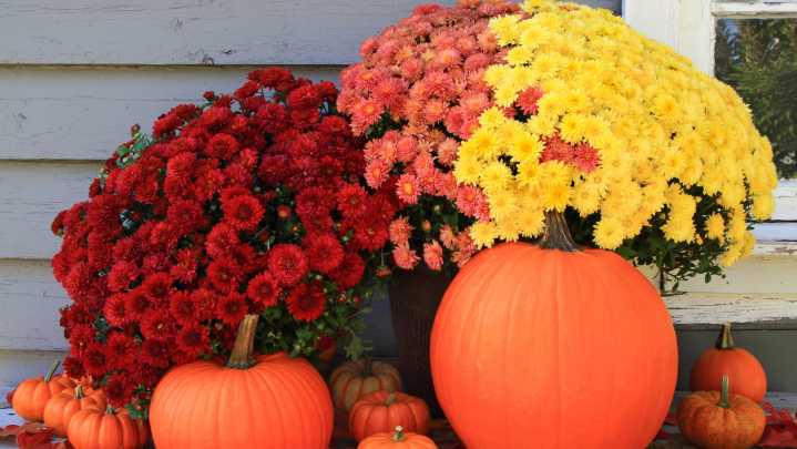 Fall Mum Care Guide To Keep Them Thriving For Seasons To Come