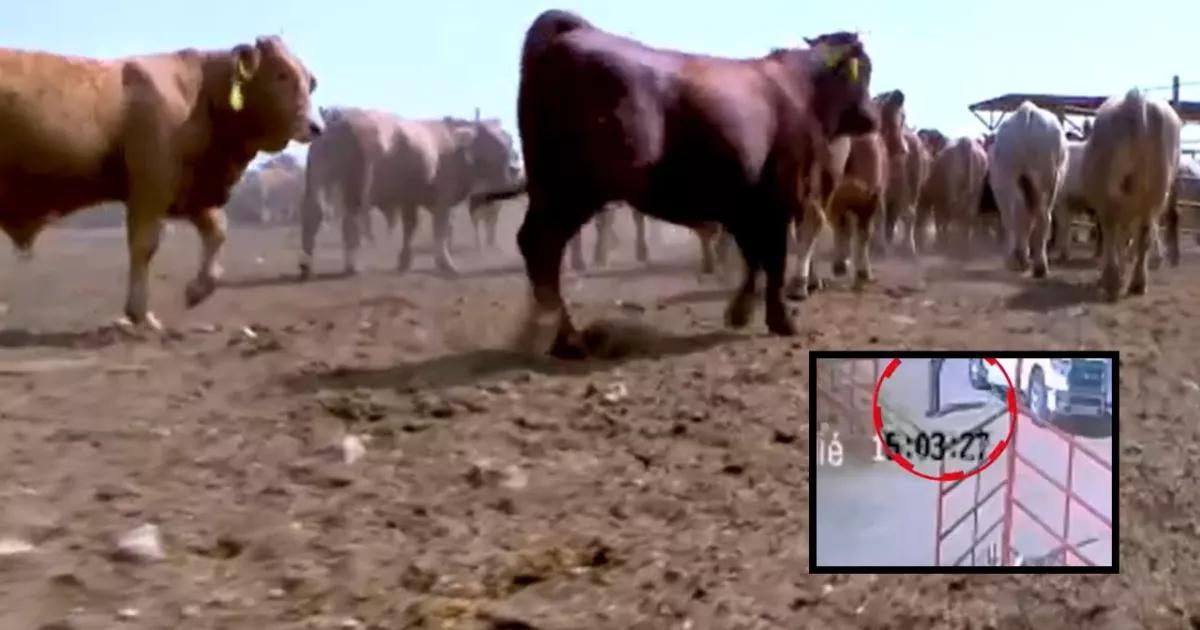 Grupo criminal en Durango: productores denuncian el cobro de impuesto en el campo mexicano