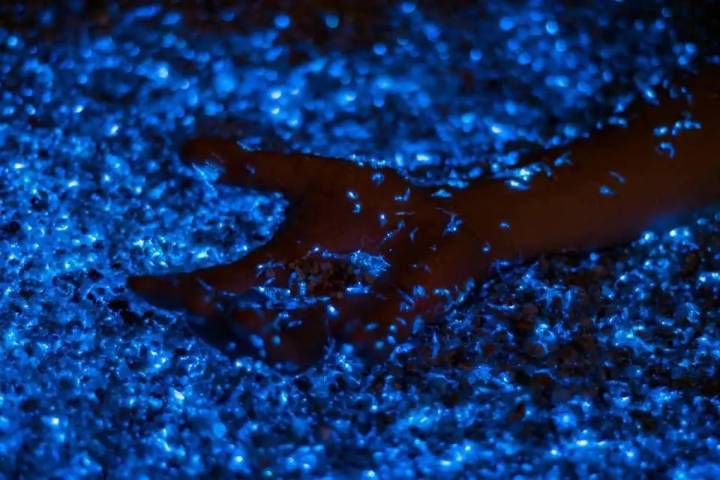 Bioluminiscencia deslumbra costas de Baja California Sur