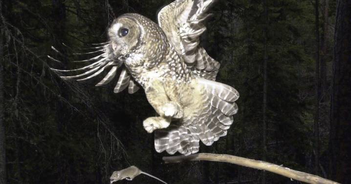 The surprisingly divisive world of California wildlife policy