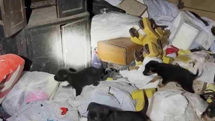 Illinois Volunteers Step Into A House Filled With Garbage And Find A Family Holding On To Hope