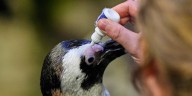Much like a nursing home, penguins at a Boston aquarium can age with dignity