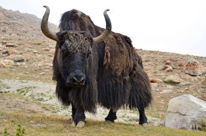 Arunachal CM Khandu announces formation of Yak Federation of India