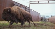 American Prairie sues Montana DNRC for bison grazing permits