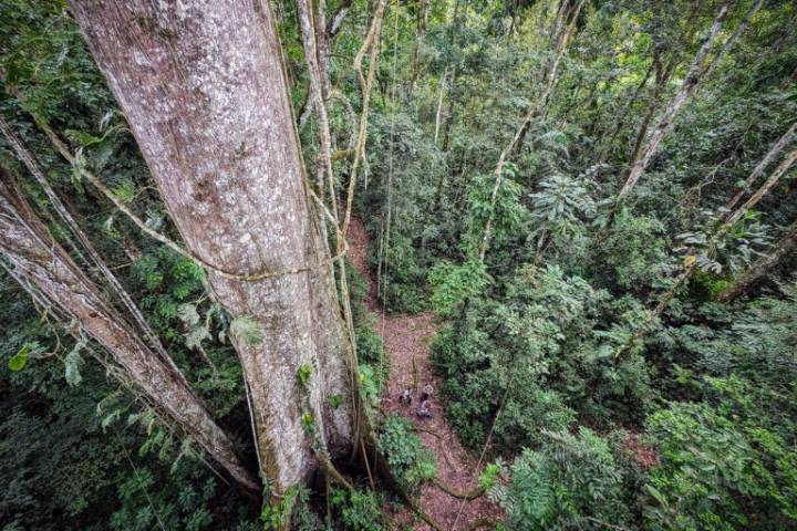 A blueprint for communicating about the Amazon rainforest (commentary)
