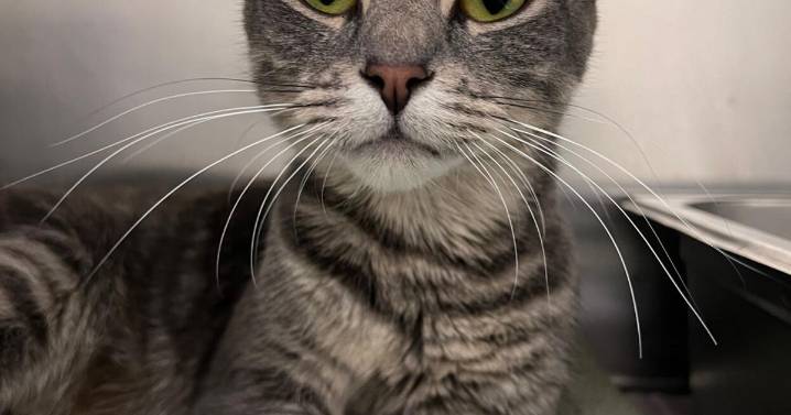 MSPCA-Angell: Homeless young cat to undergo heart surgery