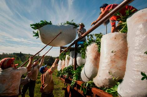 🌱 Yerbateros en pie de lucha: suspenden la zafra de verano en Misiones