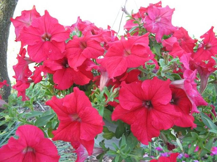 Plant Doctor: Petunias make sense, can save dollars in garden