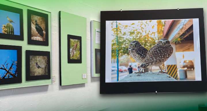 Presentan “Mujeres, aves y naturaleza” en Hermosillo; exposición que destaca el papel de las mujer en la conservación del entorno