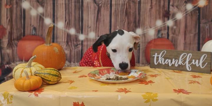 Thanksgiving foods that are toxic to feed dogs