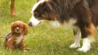 DeSantis unveils plan to regulate dog breeding and sales