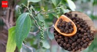 How to grow black pepper at home in winter: Tips for healthy plants and homegrown spice