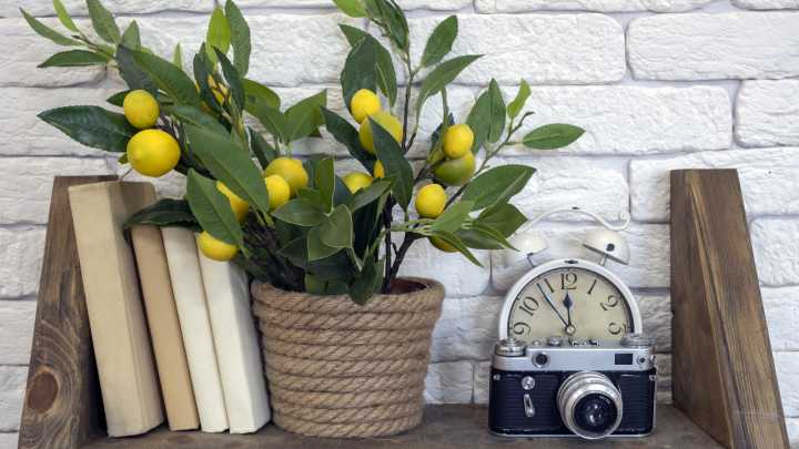 The Little-Known Trick To Get Your Indoor Lemon Tree To Produce Fruit In The Winter