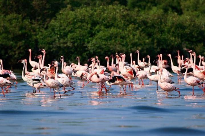 Late arrival of flamingos to Navi Mumbai wetlands, Thane creek sign of environmental stress: Experts