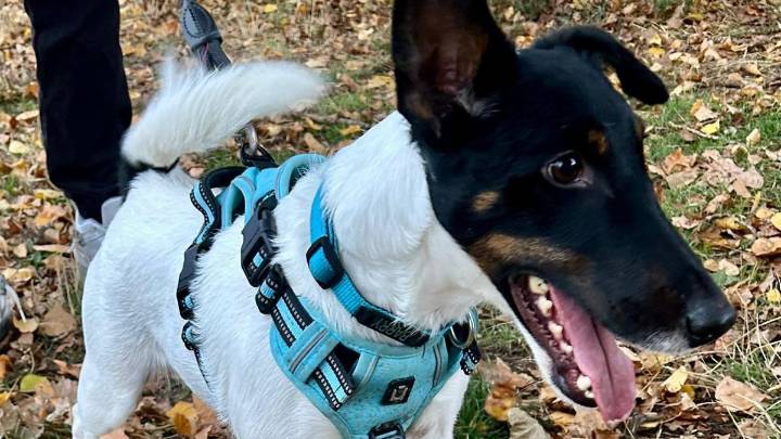 Adopta un perro: Barry, cuatro kilos de energía y pura raza que busca familia activa