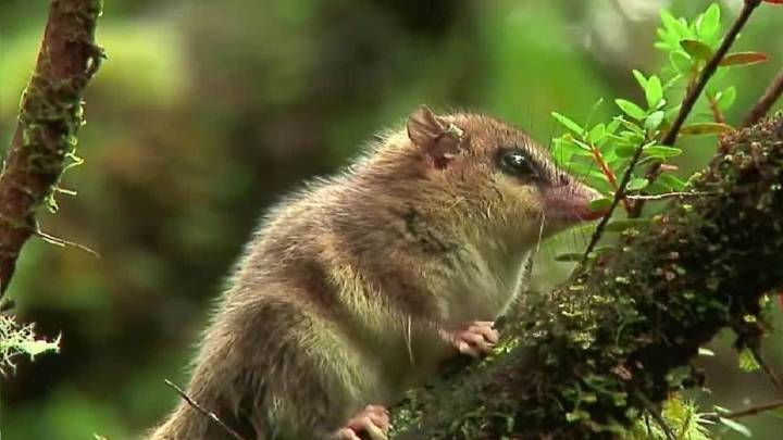 Un monito de monte fue captado por una cámara trampa en Caviahue