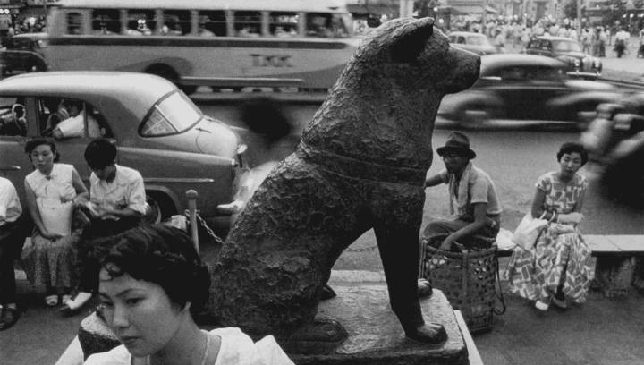 Hachikō the Akita: What a Japanese dog’s loyalty can teach Milwaukee about duty and everyday compassion