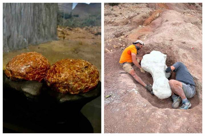 De huevos y nidos de dinosaurio únicos a un equivalente al tyranosaurio: Cuenca, en el mapa mundial de la paleontología