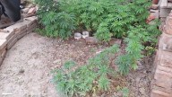 Encontraron 130 plantas de marihuana en un domicilio de la Colonia Rural Nueva Esperanza