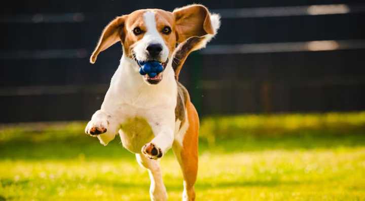 Famosa cadena tiendas de mascotas anuncia importante evento en Lima con carrera 1K y feria canina gratuita