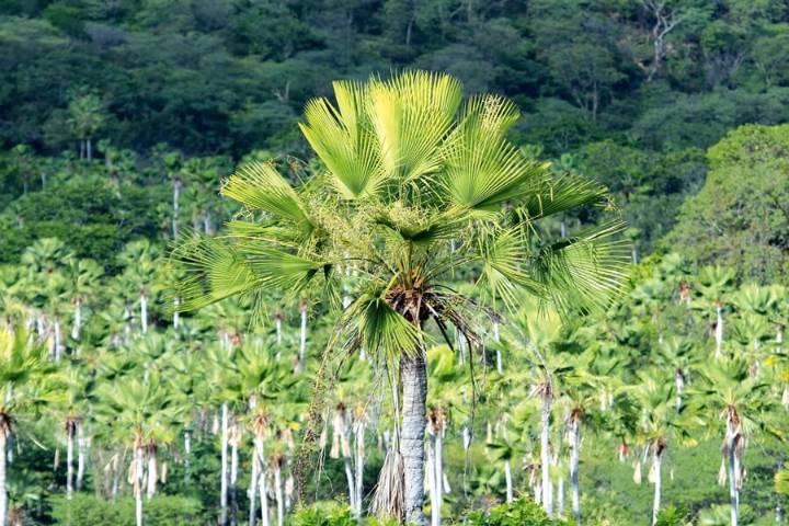 Desarrollan proyecto para proteger la palma bendita y ecosistemas nacionales
