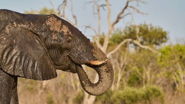 Elefantes atacaron y fracturaron las piernas de un hombre; el líder de la manada regresó para matarlo