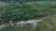 Interpol announces a new global fight against illegal deforestation