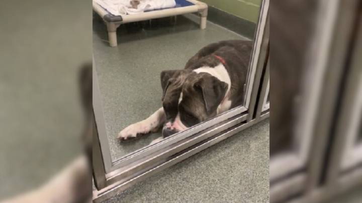 Florida Pup’s Silent Struggle Revealed In A Heartbreaking Shelter Video