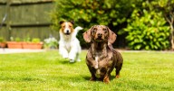 5 dog breeds 'you should avoid' according to trainer