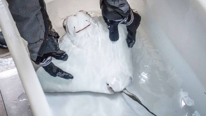 Nace en el Oceanogràfic de Valencia la primera «raya marginata» en peligro crítico de extinción