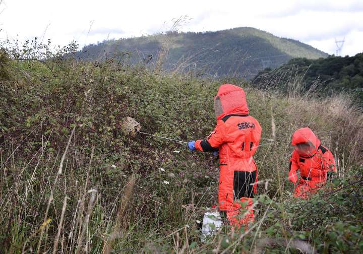 La avispa asiática se estabiliza en Cantabria