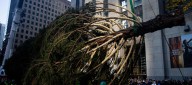 El árbol de Navidad del Rockefeller Center, el más popular del mundo, ya está en Nueva York