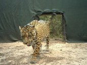 Desaparición de Acaí: alerta máxima en Chaco y creen que la mataron cazadores de Formosa