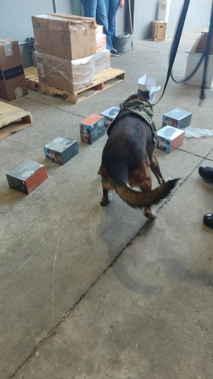Agente canino detecta vapeadores en vez de bocinas en paquetería de Mexicali