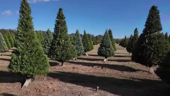 Tariffs driving up prices on Christmas trees, decor, lights. Here’s how to save