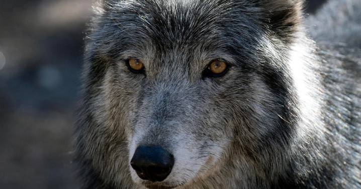 U.S. Fish and Wildlife Service investigating death of Colorado wolf