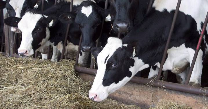 Medicine shortages: veterinarians call on Ottawa for change