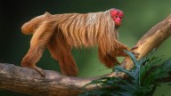 10 'Ugliest' Monkey Species: Unconventional Beauty in Primates