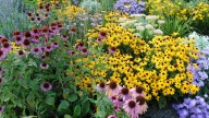 Create A Low-Maintenance Flower Garden With 15 Perennials You'll Love
