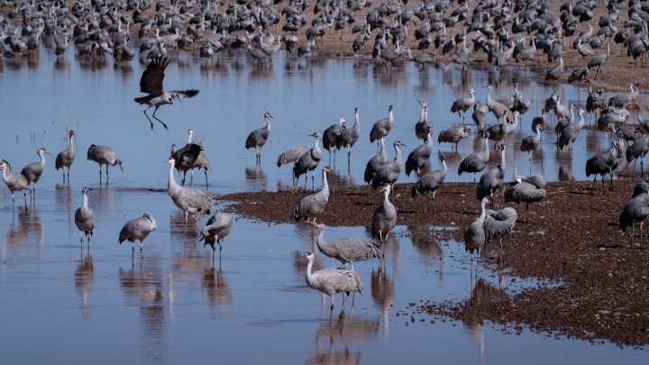 Sandhill cranes return to Arizona wetlands